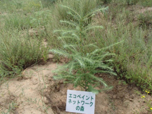 植林によるカーボンオフセット