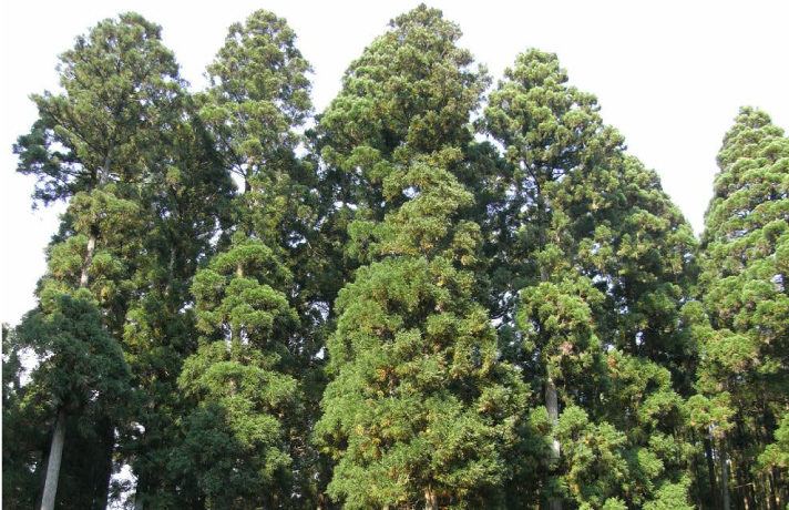 植林事業